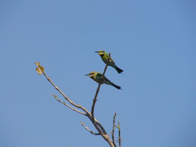 Rainbow Bee-eaters